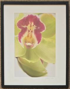LR - Framed Signed Print - Orchid Close-Up