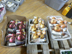 Onion Seed Packets