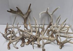 Large Lot of Assorted Deer Antlers&nbsp