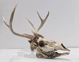 Whitetail Deer Skull