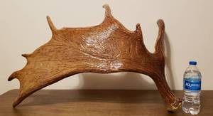 Genuine Moose Antler
