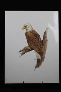 Geri Arnold Bald Eagle Illustration Print - 15 x 20 Inches on Paper