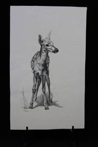 Geri Arnold - Pencil Drawing of Deer Fawn on Paper - 8.5 x 13.5 Inches
