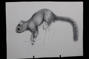 Geri Arnold Squirrel Pencil Drawing - 15 x 11 Inches