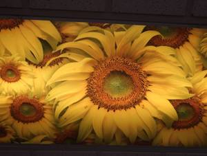 12 DECO CEILING LIGHT COVERS     RESOURCE ROOM