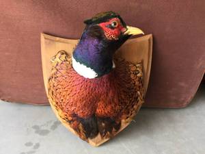 Pheasant Rooster Head Mount