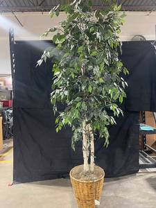 Ficus Benjamina Indoor Tree in Woven Basket Pot with String Lights