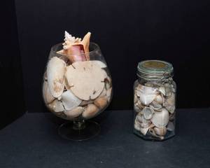 Collection Of Shells