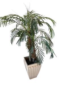 Artificial Areca Palm Tree - 5 Ft Tall in Damaged Plastic Pot