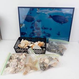 Framed Ocean Scene Print & Seashells (Assorted)