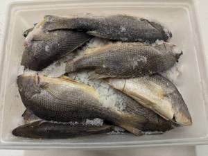 Whole Red Snapper