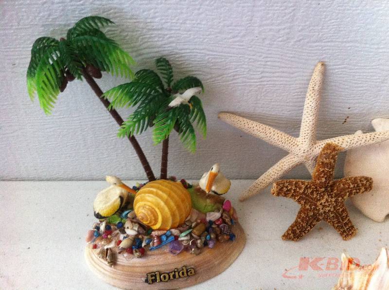 Shells & Coral