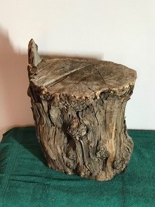 Cedar Stump Piece for Displaying Items