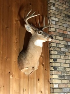 10 Point Whitetail Buck Taxidermy Head Mount - see description for more info