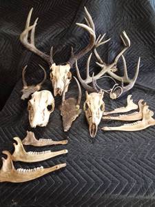 Deer antlers and skulls
