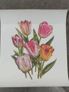 Tulip Print