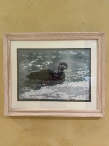 Framed Duck Print Wall Art