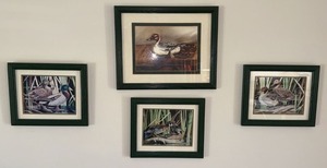 Set of 4 Framed Duck Wildlife Prints in Green Wood Frames
