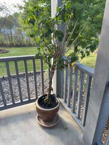 Braided Tropical Hibiscus Plant in Glazed Ceramic Pot With Saucer