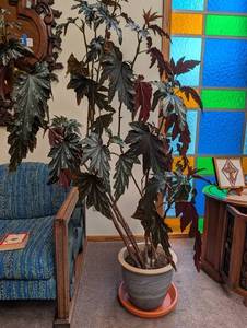 Potted Begonia Plant in Decorative Planter