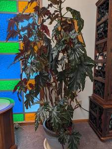 Large Potted Foliage Plant in Ceramic Planter