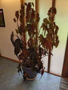 Large Potted Begonia Houseplant in Decorative Planter