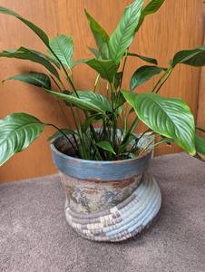 Live Potted Houseplant in Decorative Planter