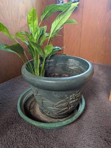 Potted Green Houseplant in Decorative Planter With Saucer