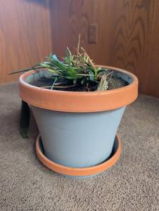 Potted Plant in Decorative Planter