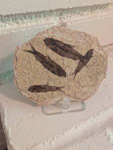 Fossil Fish Slab
