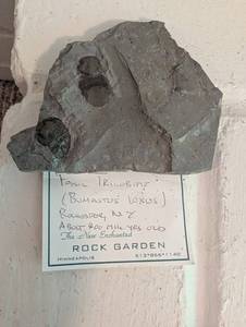 Fossil Trilobite Bumastus Loxus - Rochester, New York