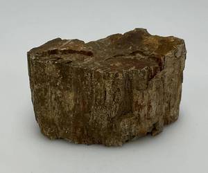Petrified Wood 2 x 3 x 4 12