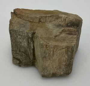Petrified Wood 2 12 x 3 x 4