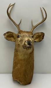 Very Old 7 Point Buck Mount He Is Rough And One Eyed