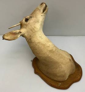 Very Old Spike Deer Mount