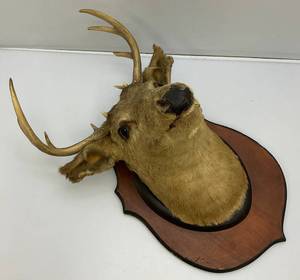Older 10 Point Buck mount