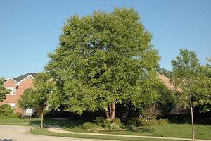 River Birch - Multistem