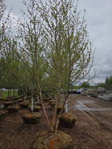 River Birch - Multistem