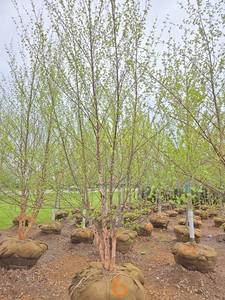 River Birch - Multistem