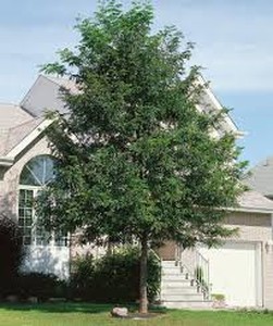 Locust tree