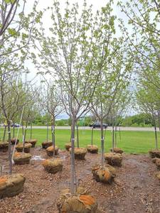 Northwoods Red Maple