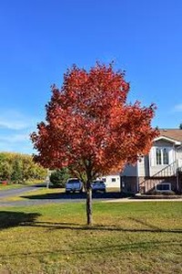 Northwoods Red Maple