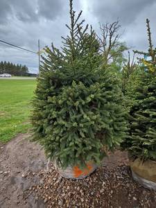 Black Hills Spruce