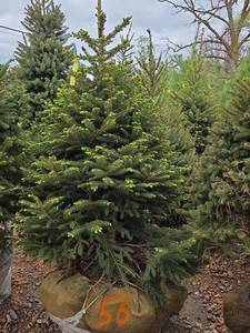 Black Hills Spruce