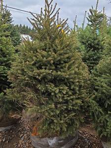 Black Hills Spruce