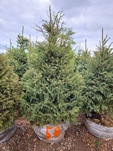 Black Hills Spruce