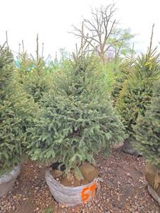 Black Hills Spruce
