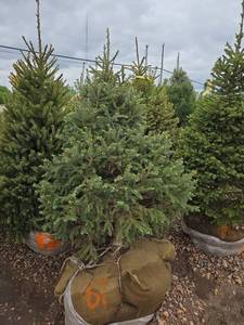 Black Hills Spruce