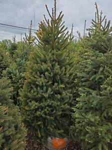 Black Hills Spruce