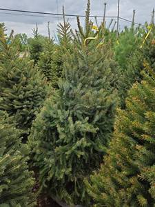 Black Hills Spruce